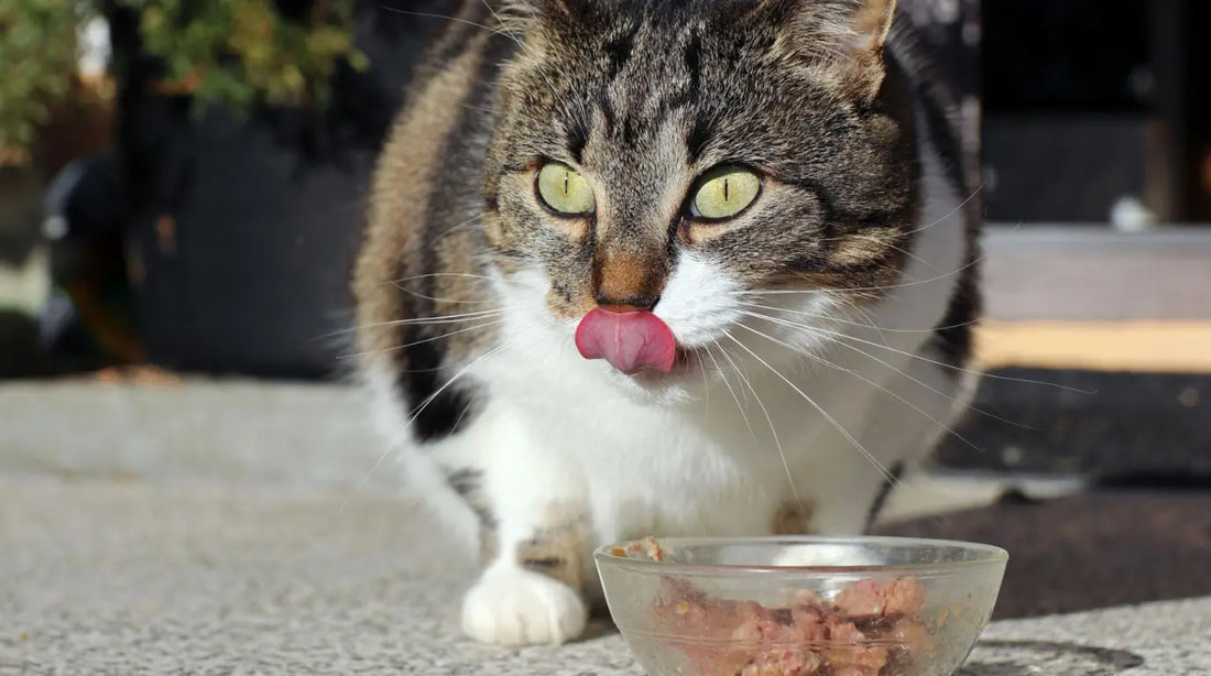 chat mange croquettes alimentation chat maroc nourriture sèche premium