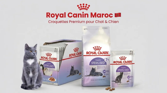 Croquettes pour chat stérilisé au Maroc Royal Canin alimentation adaptée après stérilisation