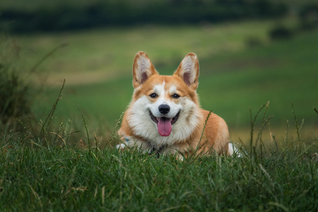 Quelles croquettes pour chien au Maroc ? (Guide complet 2026)
