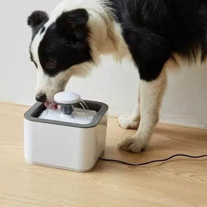 Fontaine à Eau pour Chat Chien